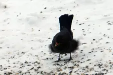 Amsel_0013.webp
