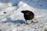 Amsel_0020.JPG