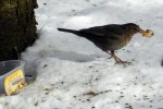 Amsel_0022.JPG