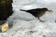 Amsel_0022.webp