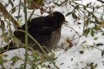 Amsel_0023.JPG