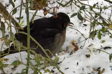 Amsel_0023.webp