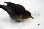 Amsel_0001.JPG