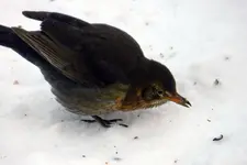 Amsel_0001.webp