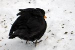 Amsel_0002.JPG