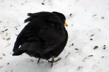 Amsel_0002.webp