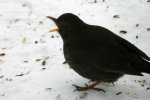 Amsel_0003.JPG