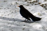 Amsel_0004.JPG