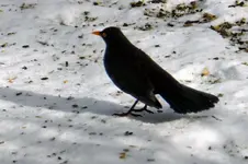 Amsel_0004.webp