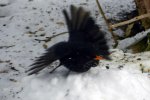 Amsel_0006.JPG