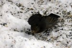 Amsel_0007.JPG