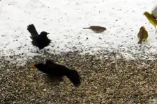 Amsel_0008.webp