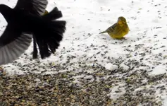 Amsel_0009.webp