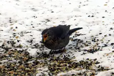 Amsel_0010.webp