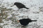 Amsel_0011.JPG