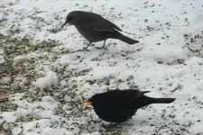 Amsel_0011.webp