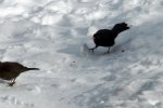 Amsel_0012.JPG