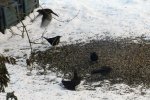 Amsel_0013.jpg