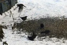 Amsel_0013.webp