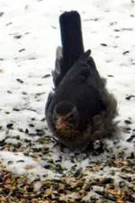 Amsel_0014.webp