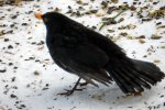 Amsel_0015.JPG