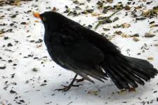 Amsel_0015.webp