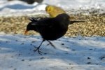 Amsel_0016.jpg