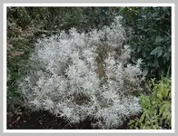 011.webp