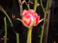 SAM_0388.webp