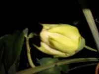 SAM_0389.webp