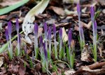 erste Krokus_lila_spring_900.JPG