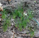 Krokus treiben_900.webp