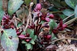 Lenzrose_dunkelrot_dark red_Frühling_640.JPG