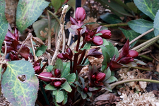 Lenzrose_dunkelrot_dark red_Frühling_640.webp