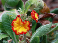 erste Stauden-Primel_gelb_rot_grün_spring_900.webp