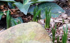 Camassai cusickii treibt aus_Frühling_800.webp