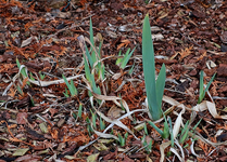 Zwerg-Iris treibt aus_640.webp