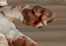 India_Pfote_makro_640.webp India_Pfote_makro_640.webp