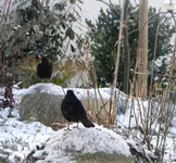 DSCN4155.webp