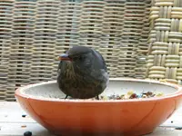 DSCN6390 V.webp