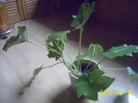 Bild 003.webp