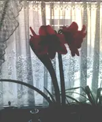 Am.webp