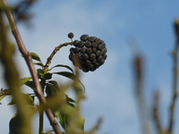 P1270645.webp