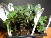 Gartenperle + Tiny Tim.webp