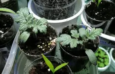 DSCN4068.2.webp