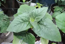DSCN4078.2.webp