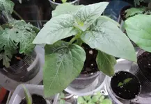 DSCN4081.2.webp
