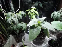 DSCN4080.3.webp