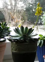 DSCN7035.webp
