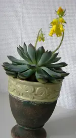 DSCN7036.webp